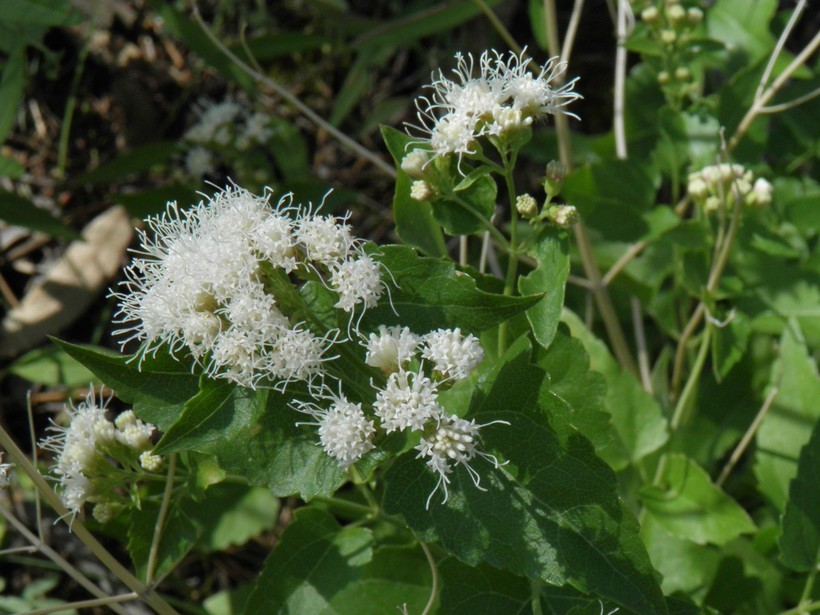 Image of fragrant snakeroot