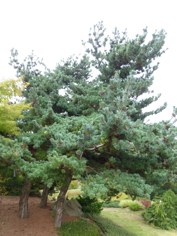 Image of Japanese White Pine