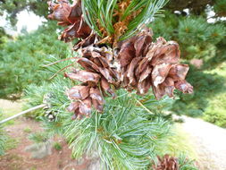 Image of Japanese White Pine