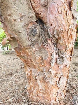 Image of Japanese Red Pine