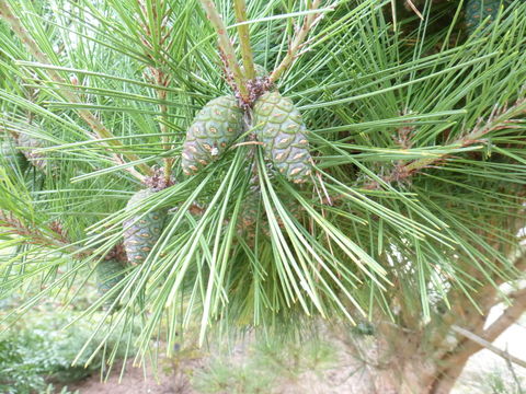 Image of Japanese Red Pine