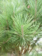 Image of Japanese Red Pine