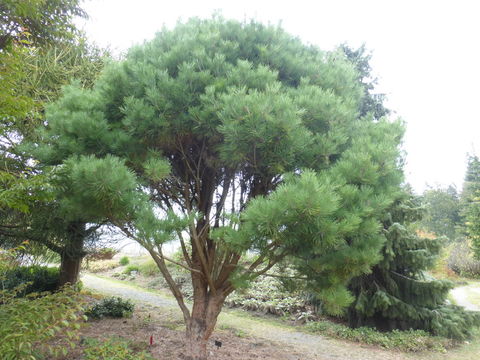 Image of Japanese Red Pine