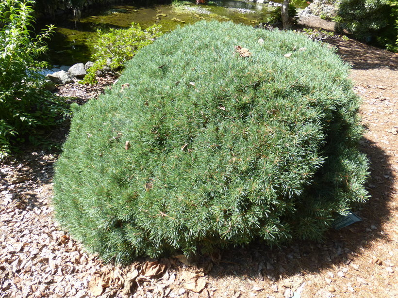 Image of Japanese Red Pine