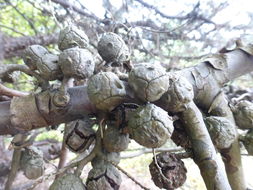 Cupressus arizonica var. glabra (Sudw.) Little resmi