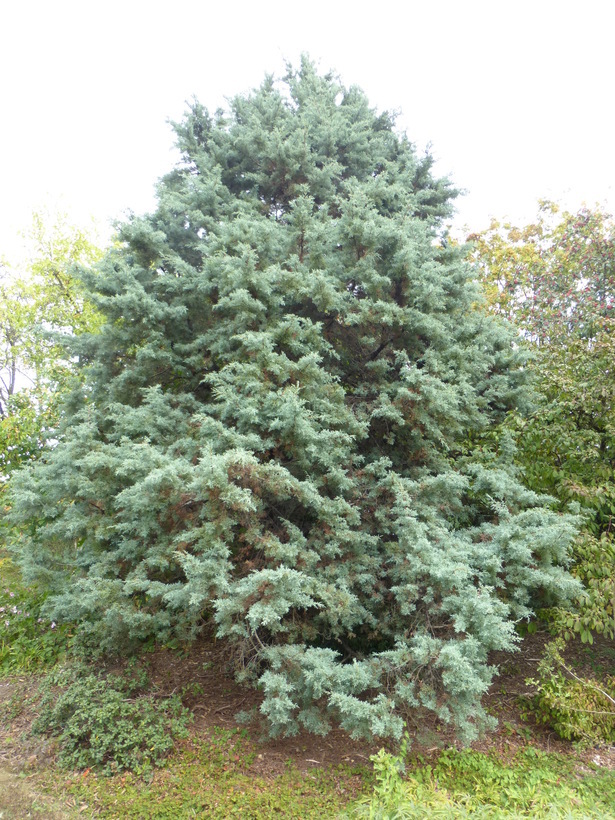 Sivun Cupressus arizonica var. glabra (Sudw.) Little kuva