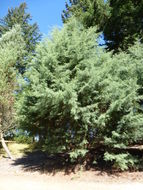Image of Paiute cypress
