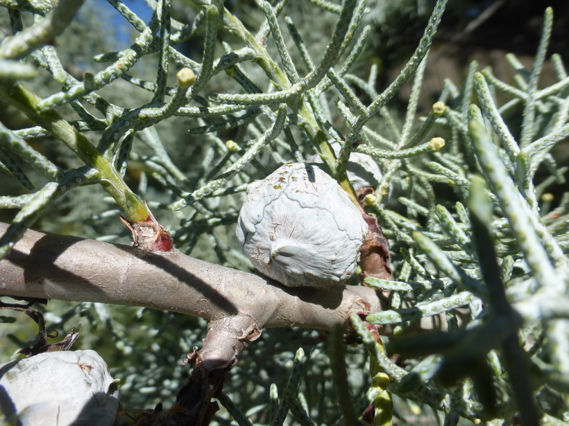 Image of Arizona Cypress