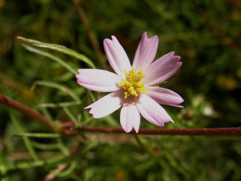 Image of Southwestern Cosmos