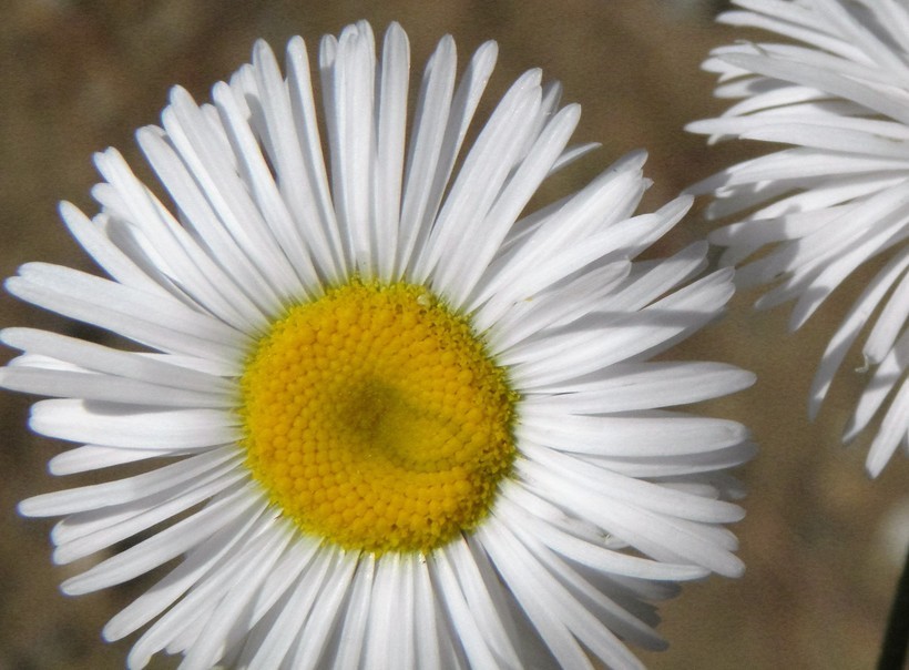 Слика од Erigeron neomexicanus A. Gray