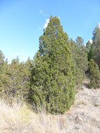Imagem de Juniperus scopulorum Sarg.