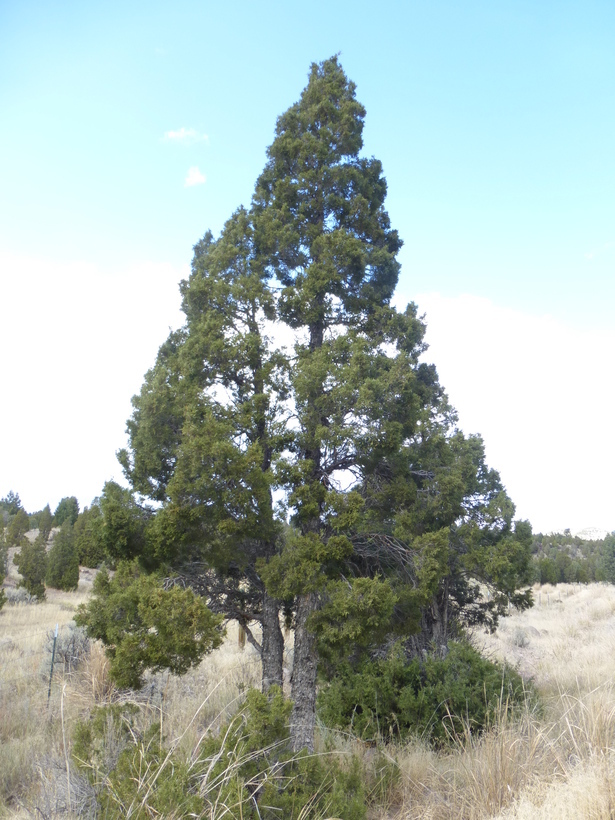 صورة Juniperus scopulorum Sarg.