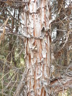 Image of Red-cedar