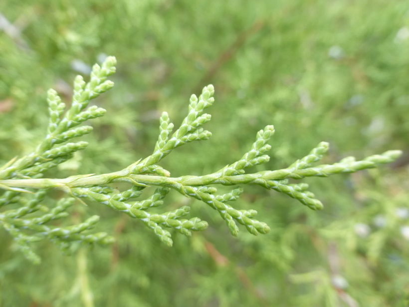 صورة Juniperus scopulorum Sarg.