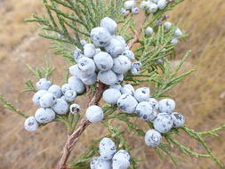 Слика од Juniperus scopulorum Sarg.