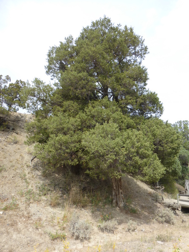 Image of Red-cedar