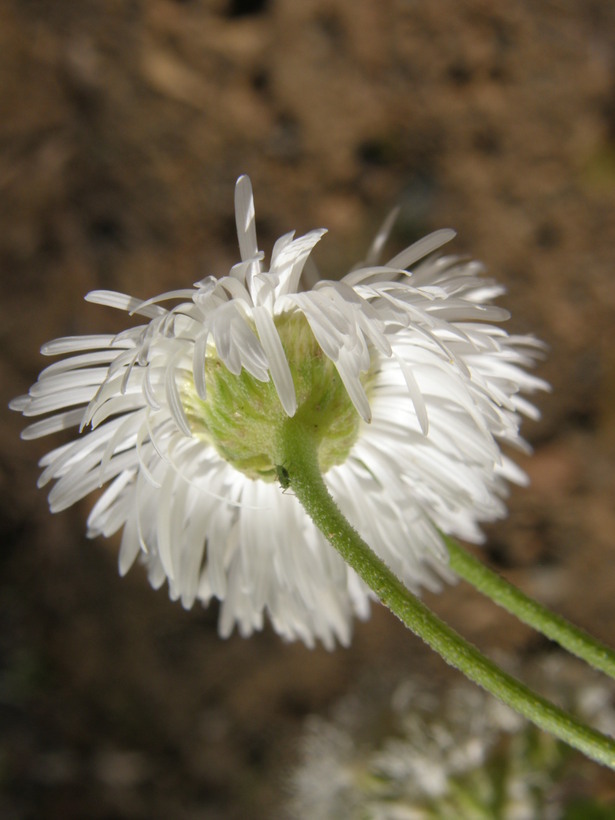 Слика од Erigeron neomexicanus A. Gray