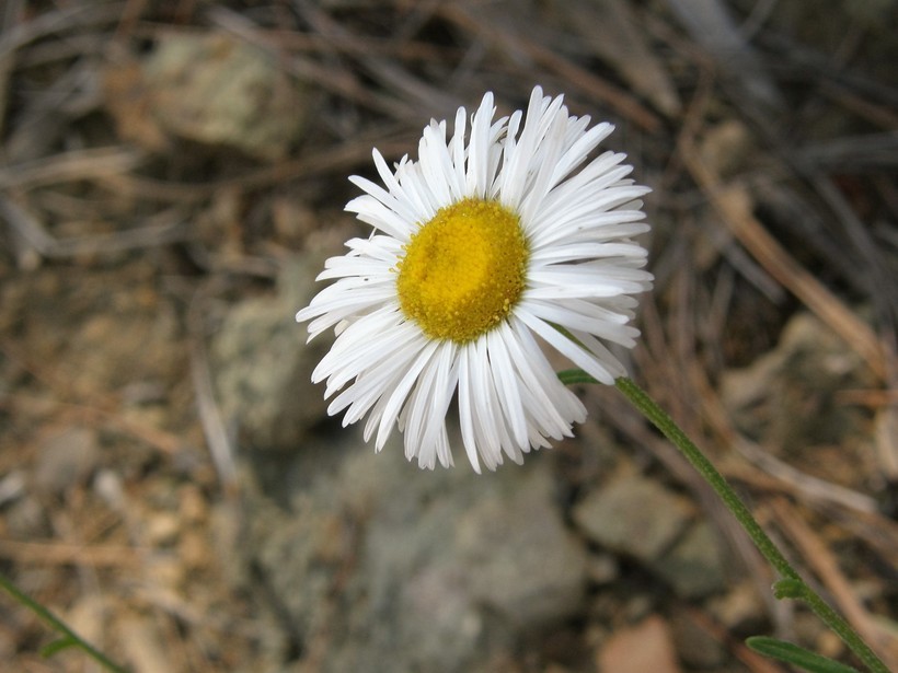 Слика од Erigeron neomexicanus A. Gray