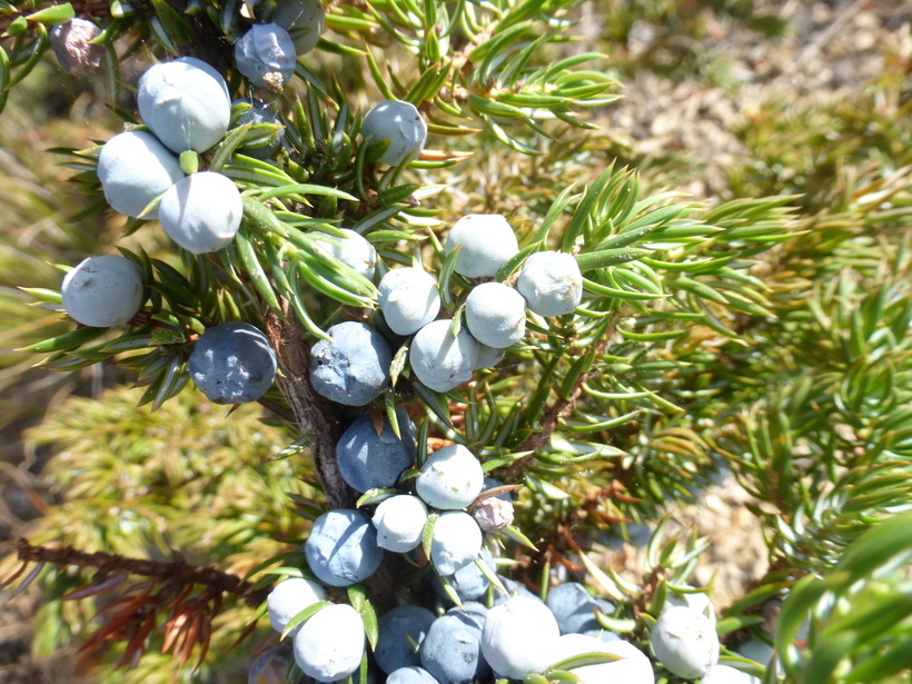 Image of Common Juniper