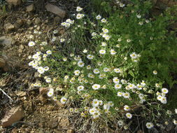 Слика од Erigeron neomexicanus A. Gray