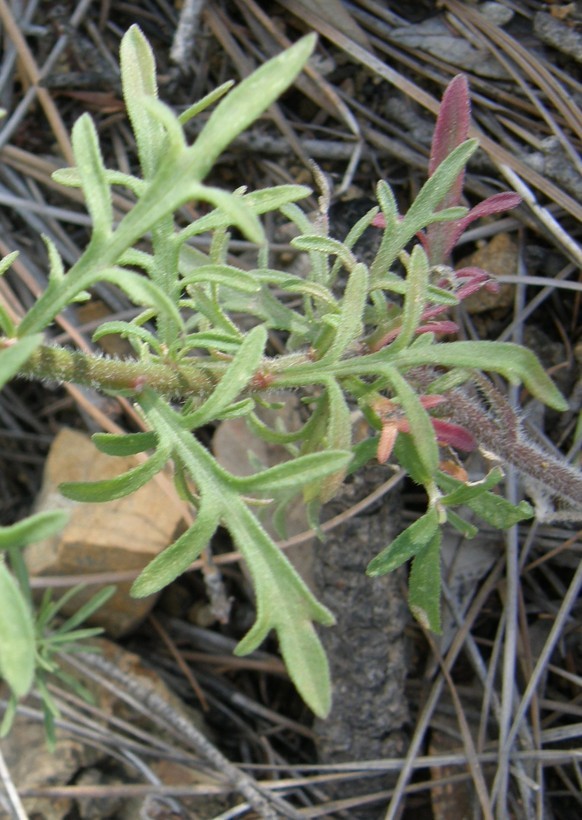 Слика од Erigeron neomexicanus A. Gray