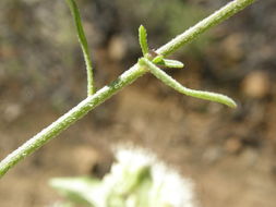 Слика од Erigeron neomexicanus A. Gray