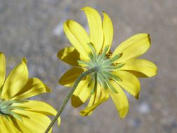 Image de Heliomeris multiflora Nutt.