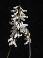 Imagem de Vicia pulchella Kunth