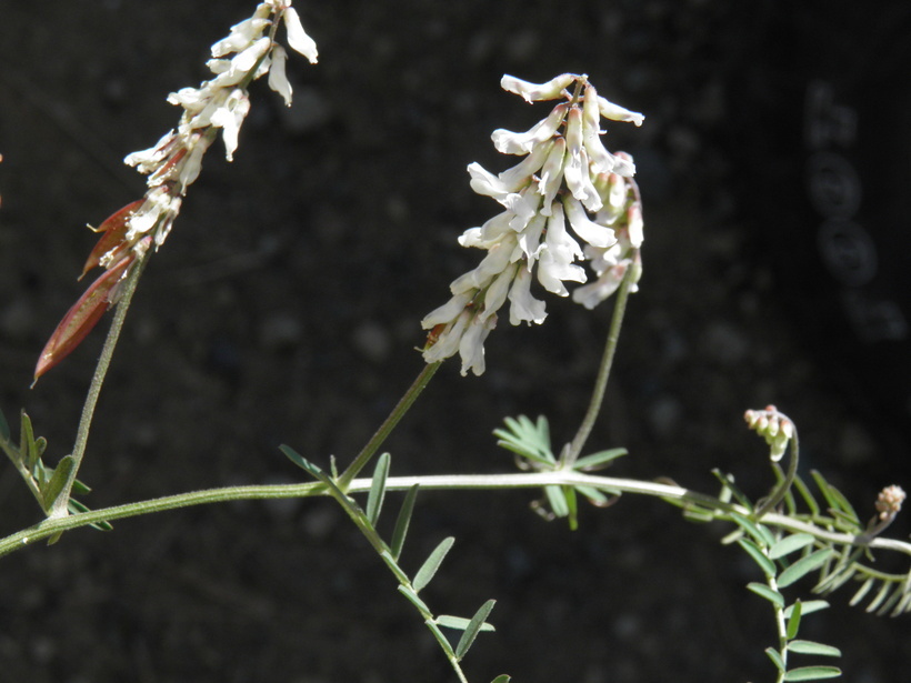 Image of sweetclover vetch