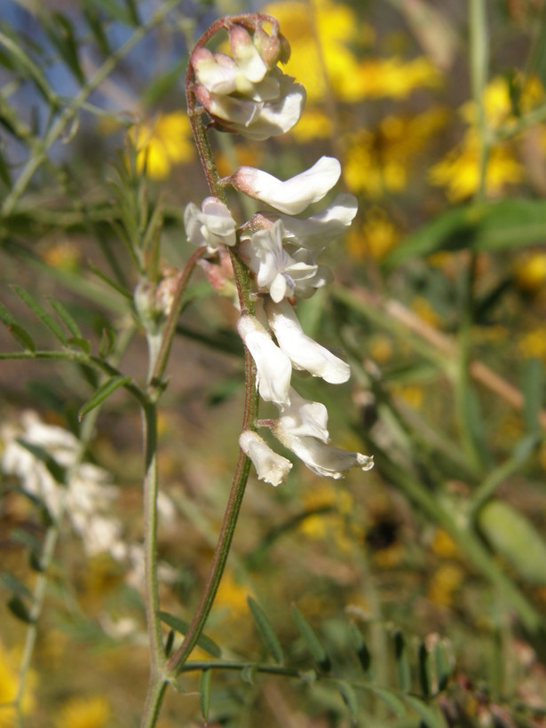 Image of sweetclover vetch