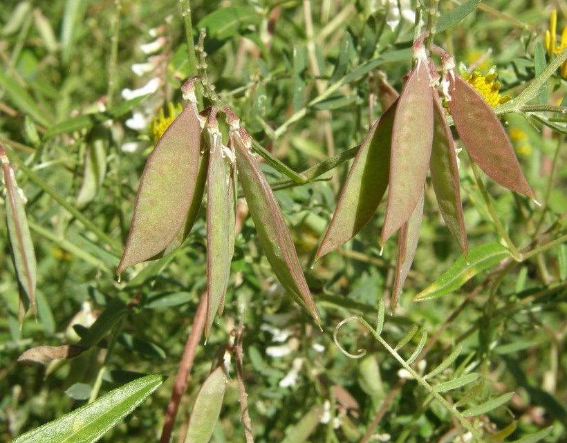 Imagem de Vicia pulchella Kunth