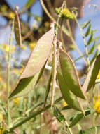 Imagem de Vicia pulchella Kunth