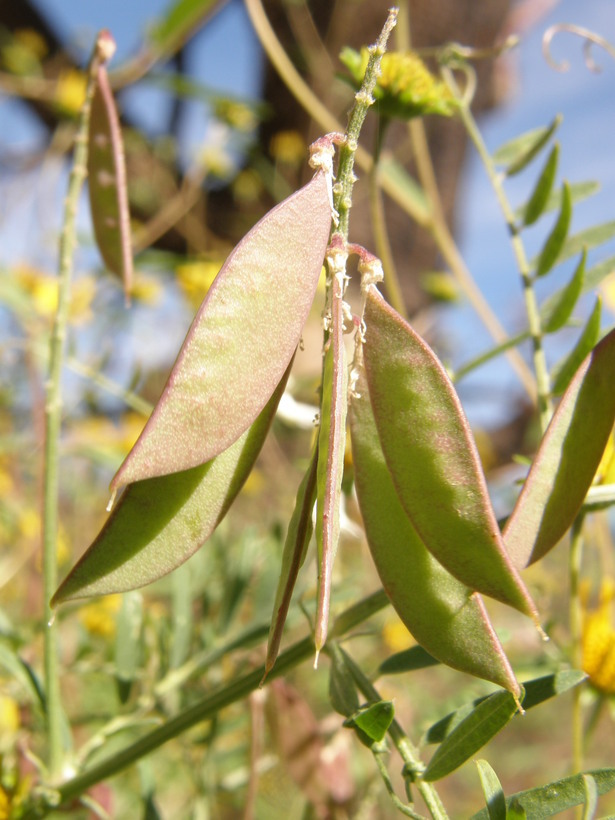 Image of sweetclover vetch