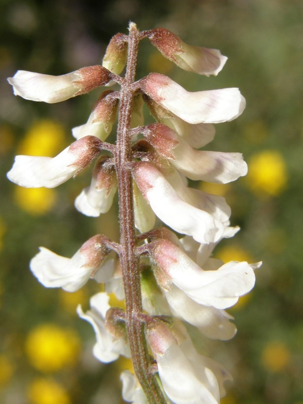 Imagem de Vicia pulchella Kunth