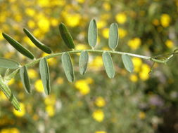 Imagem de Vicia pulchella Kunth