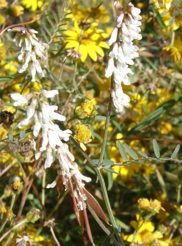 Image of sweetclover vetch