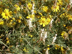 Image of sweetclover vetch