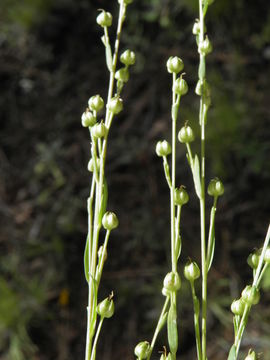 Image of New Mexico yellow flax