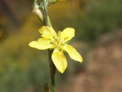 Image of New Mexico yellow flax