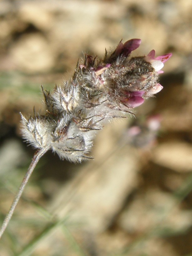 Plancia ëd Dalea filiformis A. Gray