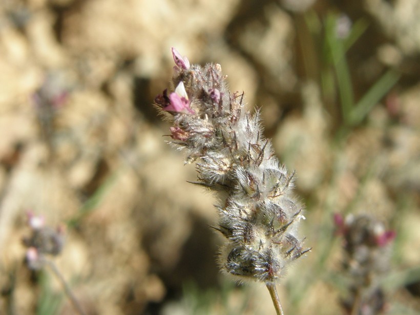 Plancia ëd Dalea filiformis A. Gray