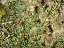 Plancia ëd Dalea filiformis A. Gray