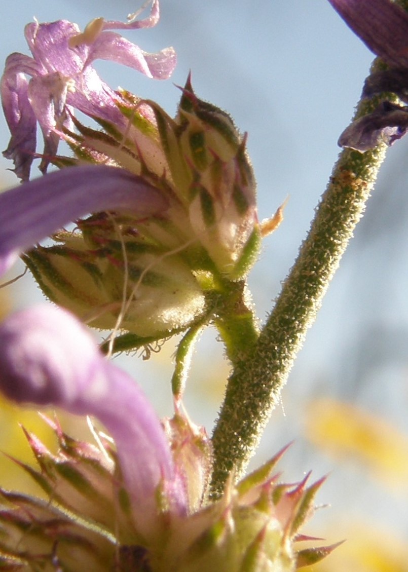 Image of Macomb's ipomopsis