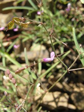 Imagem de Desmodium rosei B. G. Schub.