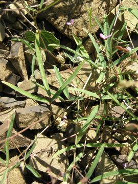 Imagem de Desmodium rosei B. G. Schub.