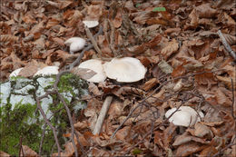 Image of Lepista glaucocana (Bres.) Singer 1951