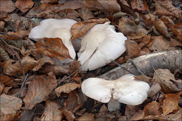 Image of Lepista glaucocana (Bres.) Singer 1951