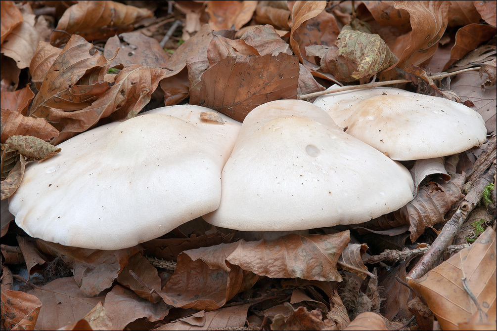 Image of Lepista glaucocana (Bres.) Singer 1951