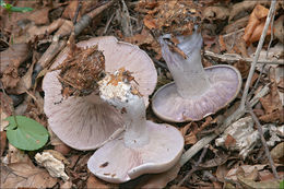 Image of Lepista glaucocana (Bres.) Singer 1951