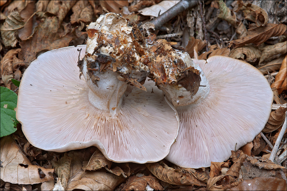 Image of Lepista glaucocana (Bres.) Singer 1951